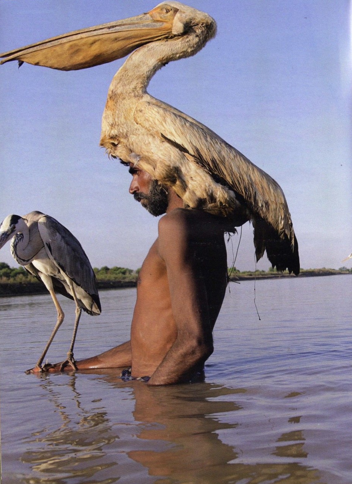 great blue heron